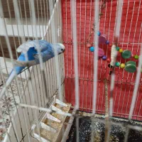 مرغ عشق|پرنده|مشهد, عامل|دیوار