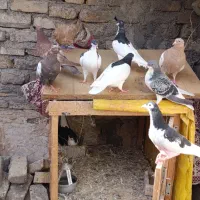 سلام کفتر معاوضه|پرنده|شاندیز, |دیوار