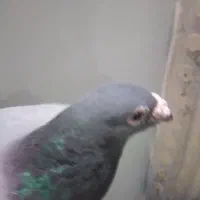 کبوتر پلاکی دوخت