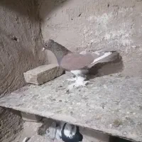 کبوتر تزیینی