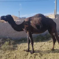 3تا شتر|حیوانات مزرعه|ریگ ملک, |دیوار