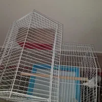 قفس درحد نو ولی سالم