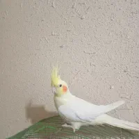 عروس هلندی لوتینو