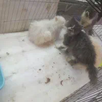 ۴تا پرشین سوپر فلت نر و ماده