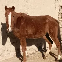 اسب مادیان|اسب و تجهیزات اسب‌سواری|ساوه, |دیوار