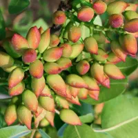 نهال های با کیفیت (یک ساله دو ساله و سه ساله)