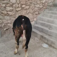 گوساله نر سیمین تال|حیوانات مزرعه|نورآباد, |دیوار