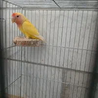 کوتوله  نر زردصورت هلویی مولد|پرنده|یزد, |دیوار