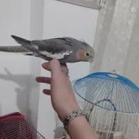 عروس هلندی و فنچ