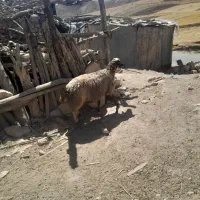 میش