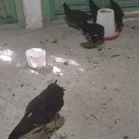 جوجه مرغ گلین