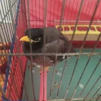 دوعددمرغ میناسخنگو|پرنده|بروجرد, |دیوار