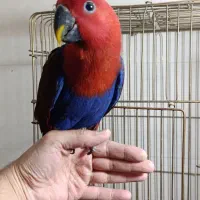 طوطی اکلکتوس