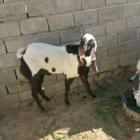 نر بزپنجاب فروشی|حیوانات مزرعه|پسکوه, |دیوار