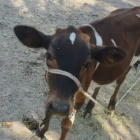 گاو ماده با گوساله|حیوانات مزرعه|بیکاه, |دیوار