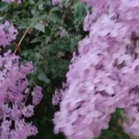 پذیرای هموطن