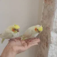 عروس هلندی|پرنده|تهران, کرمان|دیوار