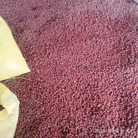 عناب|خوردنی و آشامیدنی|جلگه ماژان, |دیوار