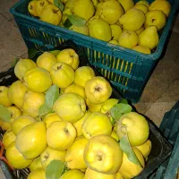 هیوا( بِه) درجه یک ۱۲۰ هزار تومن