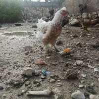 باری بارو باروک مرغ اول تخم دیلگونی گلین