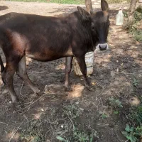 لیشه  گاو گوساله ماده