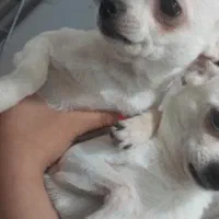 شیواوا۸ماهه