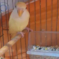 طوطی برزیلی کرمینو