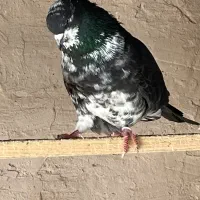 کفتر زمین و اسمون