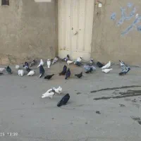 کبوتر گلی|پرنده|بن, |دیوار