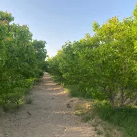 باغ