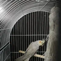 عروس هلندی ماده