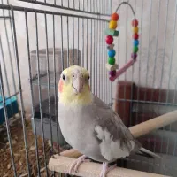 جفت عروس هلندی همراه با قفس|پرنده|تهران, وحیدیه|دیوار