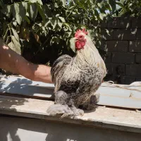 فروش خروس زینتی نژاد کوشین|حیوانات مزرعه|تهران, بلوار کشاورز|دیوار