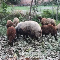 نر تخمی ۳ ساله