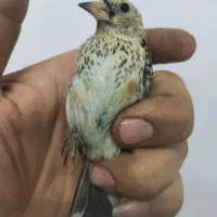 سهره|پرنده|ملارد, |دیوار