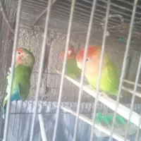 ی جفت طوطی برزیلی با جوجه|پرنده|گیلان غرب, |دیوار