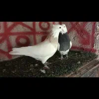 طوقی در حد|پرنده|خورموج, |دیوار