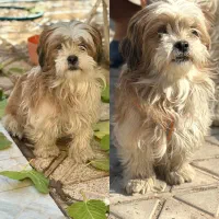 واگذاری رایگان شیتزو فلت