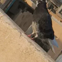 جوجه کبوتر|پرنده|اسلامشهر, مظفریه|دیوار