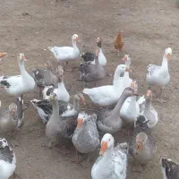 قو غاز طبیعی