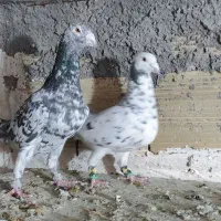 سار، سرورر، بزک، عطیقه|پرنده|مشهد, بهمن|دیوار