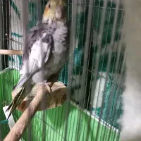 عروس هلندی|پرنده|قم, یخچال قاضی|دیوار