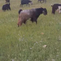 دام|حیوانات مزرعه|پلدختر, |دیوار