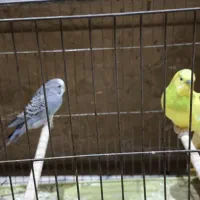 مرغ عشق با قفس