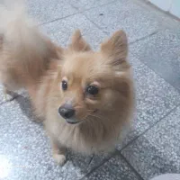 حیوان خانگی|سگ|شیراز, تندگویان|دیوار