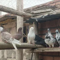 کبوتر پرشی|پرنده|نوشین شهر, |دیوار