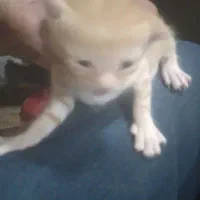 بچه گربه