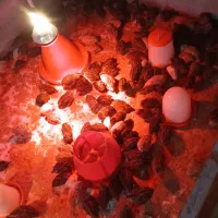 بلدرچین 30روز
