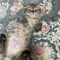 گربه اسکاتیش تبی