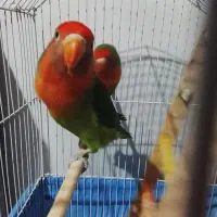 کوتوله و عروس هلندی سفید گمشده